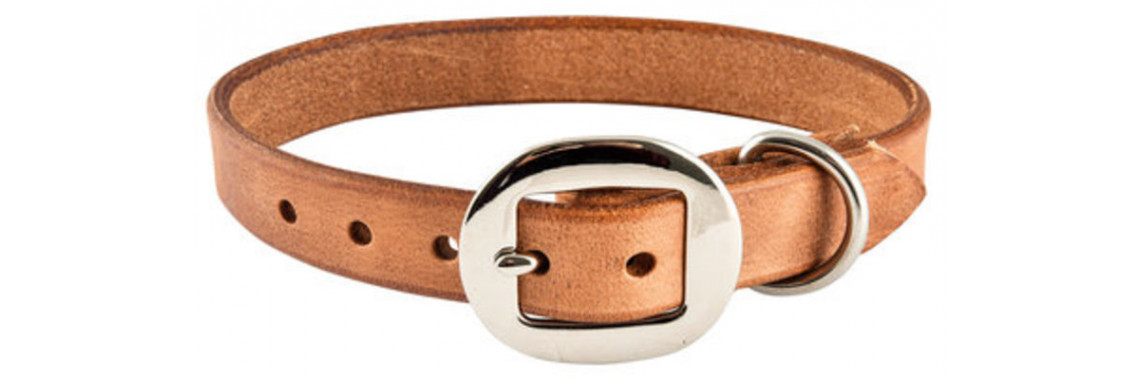 harness leather dog collar